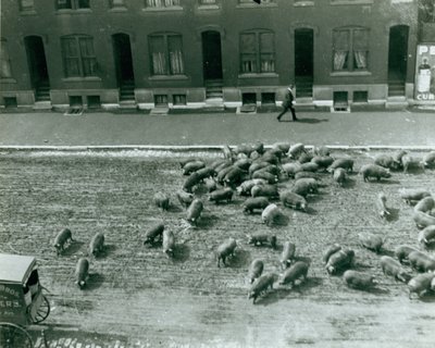 Schweine laufen auf der Straße an der Dreizehnten und Marktstraße von Unknown